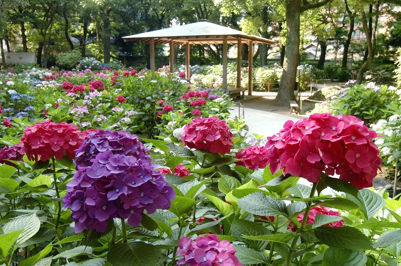 ⛩️ 하코자키궁 (하코자키구) 이미지 11